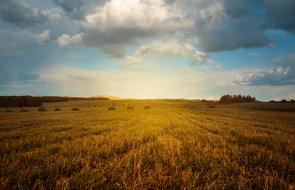 Landscape gold Field