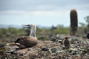 bird on a stone on the Galapagos Islands