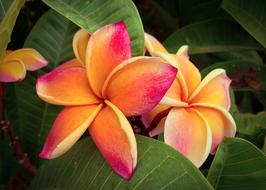 Plumeria Flower Garden orange