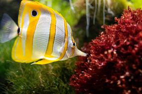 yellow white Fish Aquarium