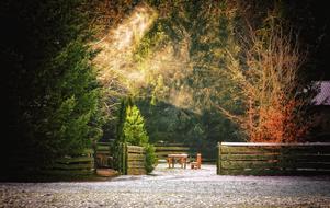 Winter Forest garden