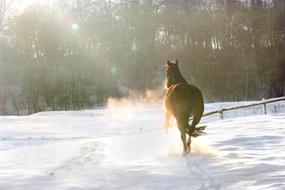 horse on Winter Snowy field