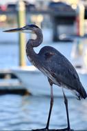 photo of a heron on a marina
