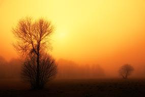 fog Dawn Nature tree