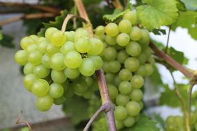 Wine Grapes green