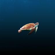 Water Ocean red turtle