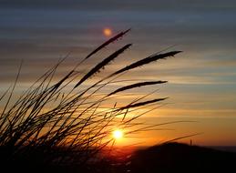 Silhouettes of the beautiful grass, at colorful sunset, near the North Sea in Denmark