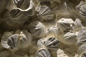 very beautiful seaShells
