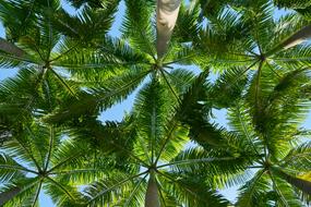 ravishing fir Tree Landscape