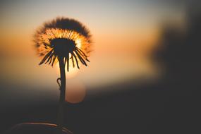 silhouette of a dandelion against a blurry evening sky