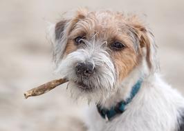 portrait of jack russell terrier on a blurred background