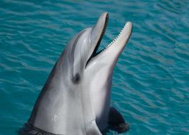 Dolphin Sea