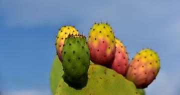 Cactus Prickly flowers