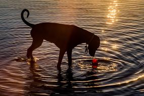 Dog Water play