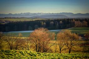 magnificent Landscape of trees on Alpine