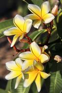 Plumeria Flower Garden yellow