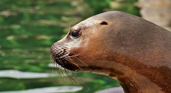 Sea Lion Water