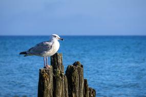 seagull sits on an old wooden breakwater