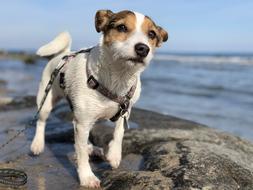 perfect Dog Animal Mammal