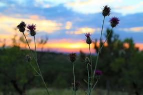 wonderful Plant Horizon