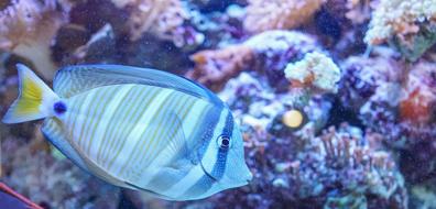 Underwater Fish blue
