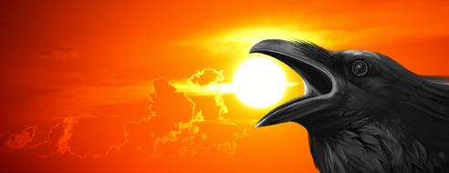 Sunset Raven