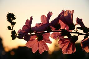 extraordinarily beautiful Flower Spring