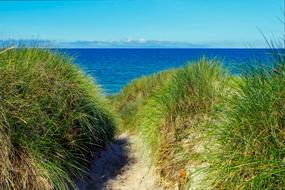 Horizon Sea grass
