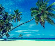 incredibly beautiful Palm Trees Beach