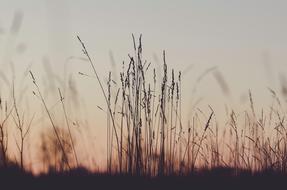 Beautiful field with silhouettes of the plants at beautiful and colorful sunset