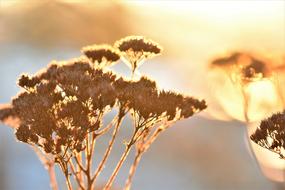 Mood Plant Dried