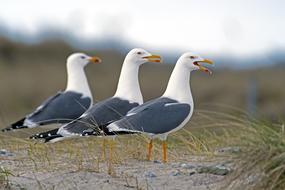 Graces Herring Gulls