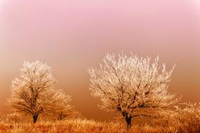 magnificent Winter Sunrise tree