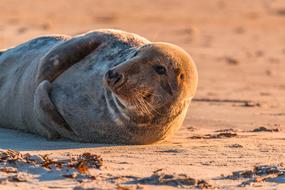 perfect Grey Seal Robbe