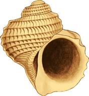 seashell as 3d illustration