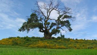 incredibly beautiful Tree Nature Landscape