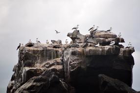 magnificent Birds Rock GalÃ¡pagos