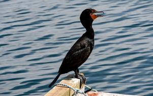 black cormorant on the background of the sea