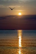 Sunrise Black Sea and bird