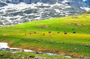 wonderful Mountain Panoramic horse
