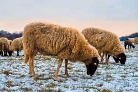 ravishing Animals Lamb