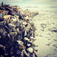 Beach Goose Barnacles