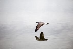 Beautiful and colorful seagull in flight over the water