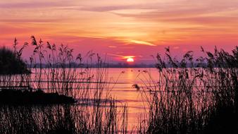 magnificent pink Landscape