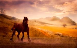 Horse Animal Sky banner