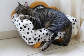 sofa for a pet cat