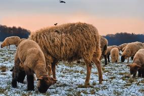 incredibly beautiful Animals Lamb