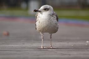 incredibly beautiful Seagull Portrait