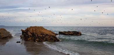birds over the sea coast at dusk