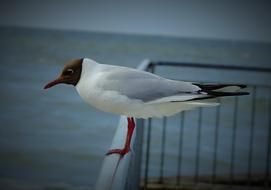 wonderful Seagull Sea